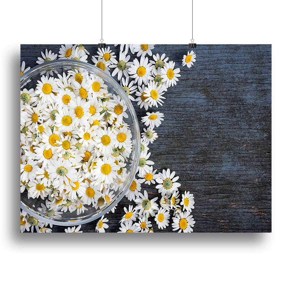 Fresh Roman Chamomile Flower Canvas Print or Poster