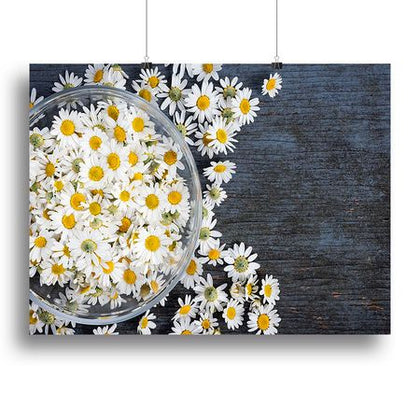 Fresh Roman Chamomile Flower Canvas Print or Poster