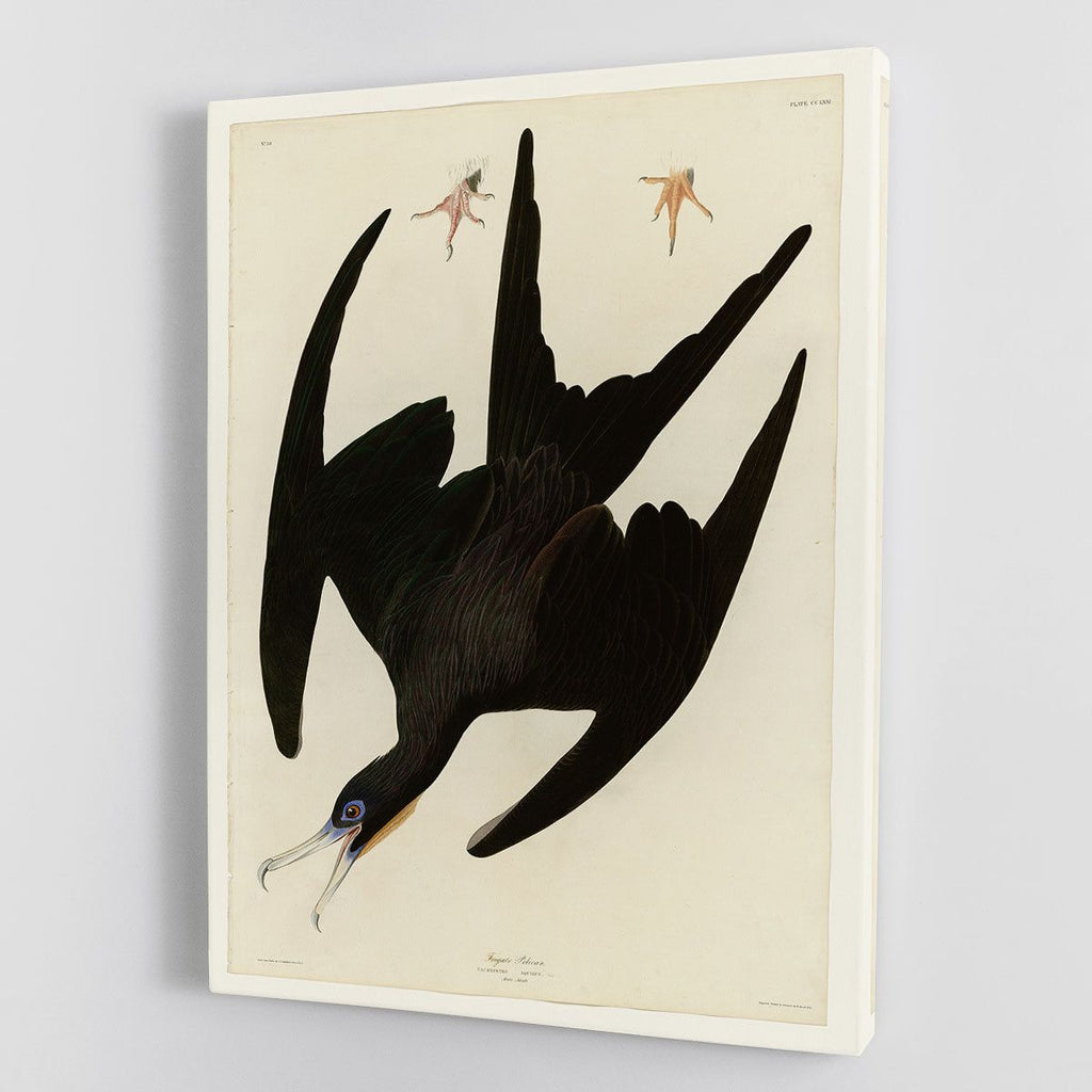 Frigate Pelican by Audubon Natural-History Wall Art