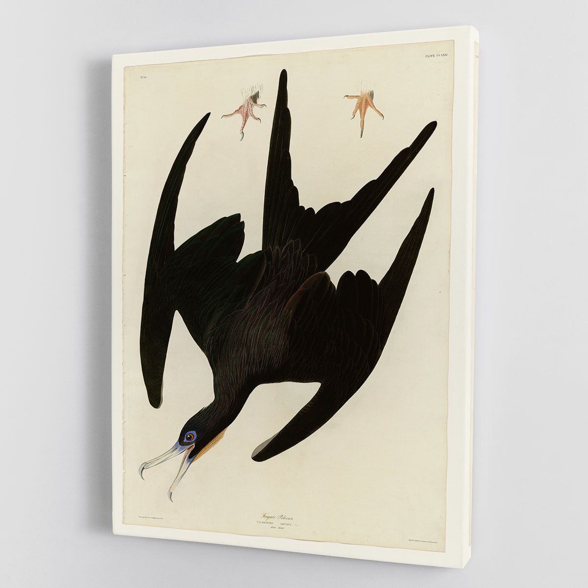 Frigate Pelican by Audubon Natural-History Wall Art