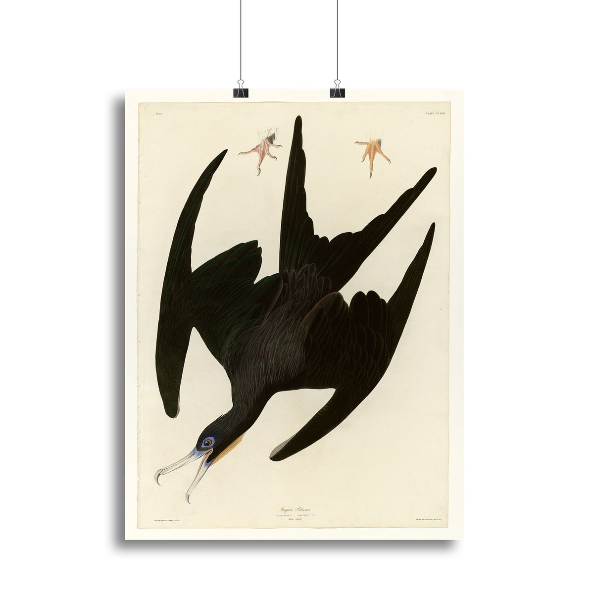 Frigate Pelican by Audubon Natural-History Wall Art