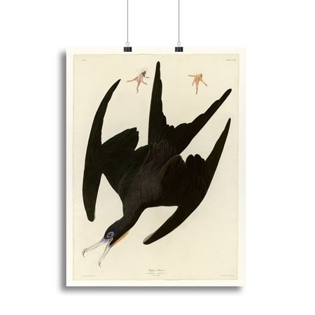 Frigate Pelican by Audubon Natural-History Wall Art