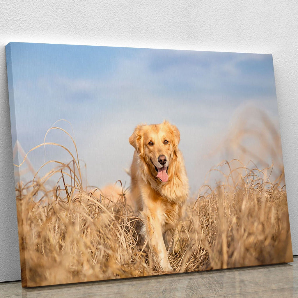 Golden Retriever Running Wall Art