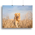 Golden Retriever Running Wall Art - 28" x 20" / 70cm x 50cm (approx) / Standard Framed Canvas Print