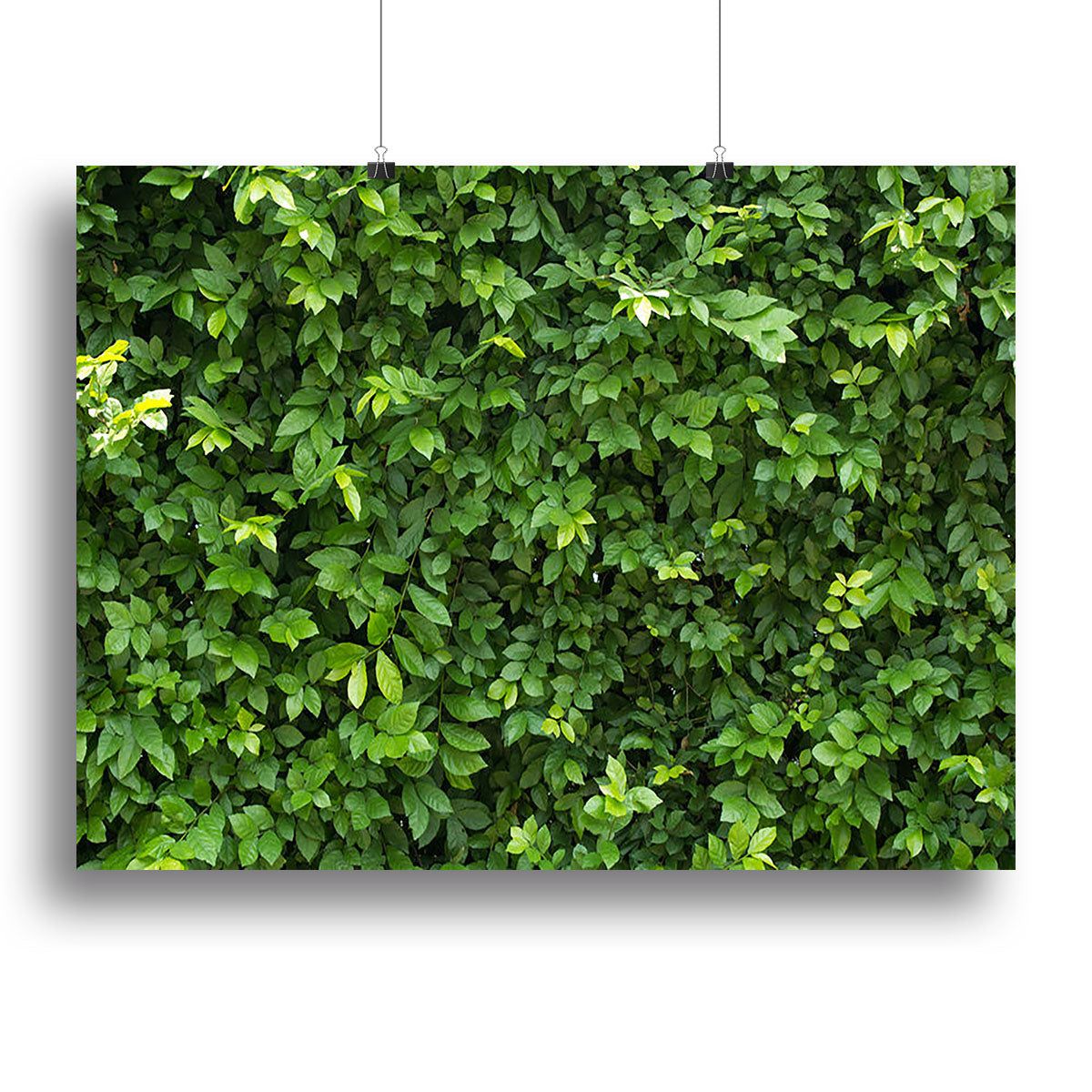 Green Leaves for Background Botanical Wall Art