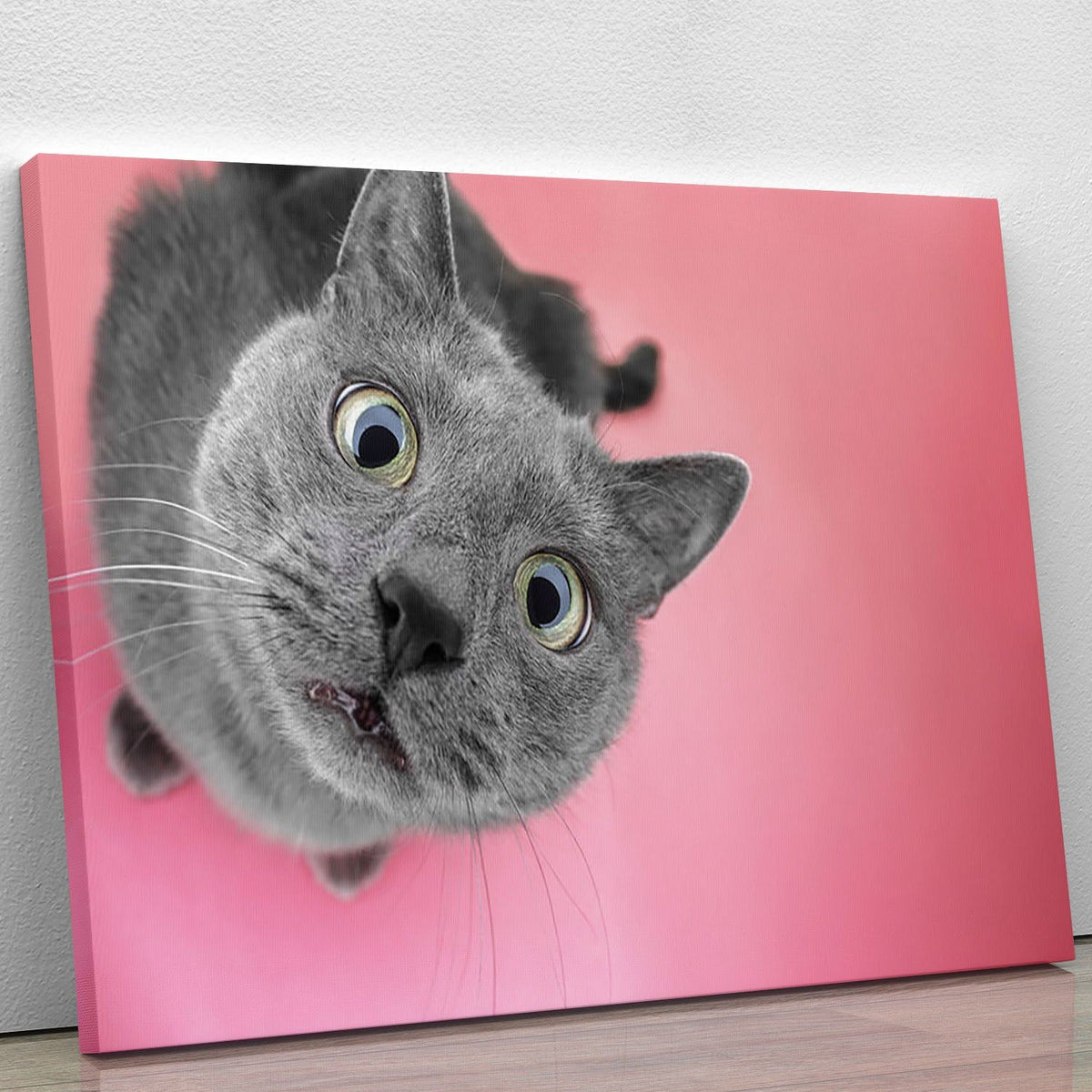 Grey Cat on Pink Background Wall Art