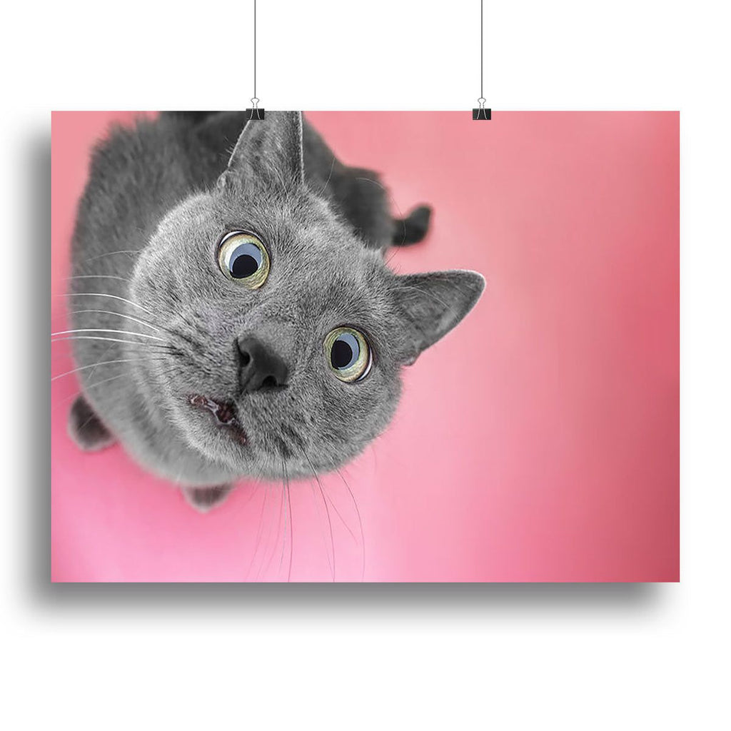 Grey Cat on Pink Background Wall Art