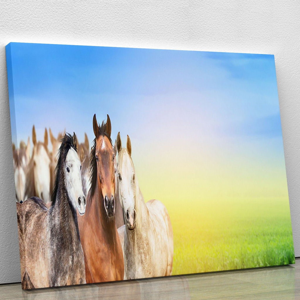 Herd of Horses on Summer Canvas Print