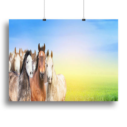 Herd of Horses on Summer Canvas Print