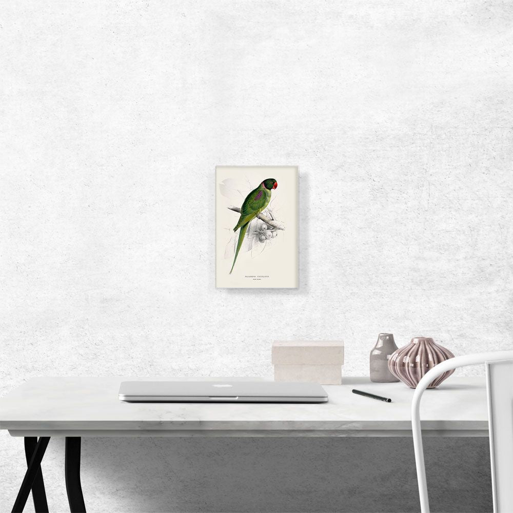 Hooded Parakeet 1832