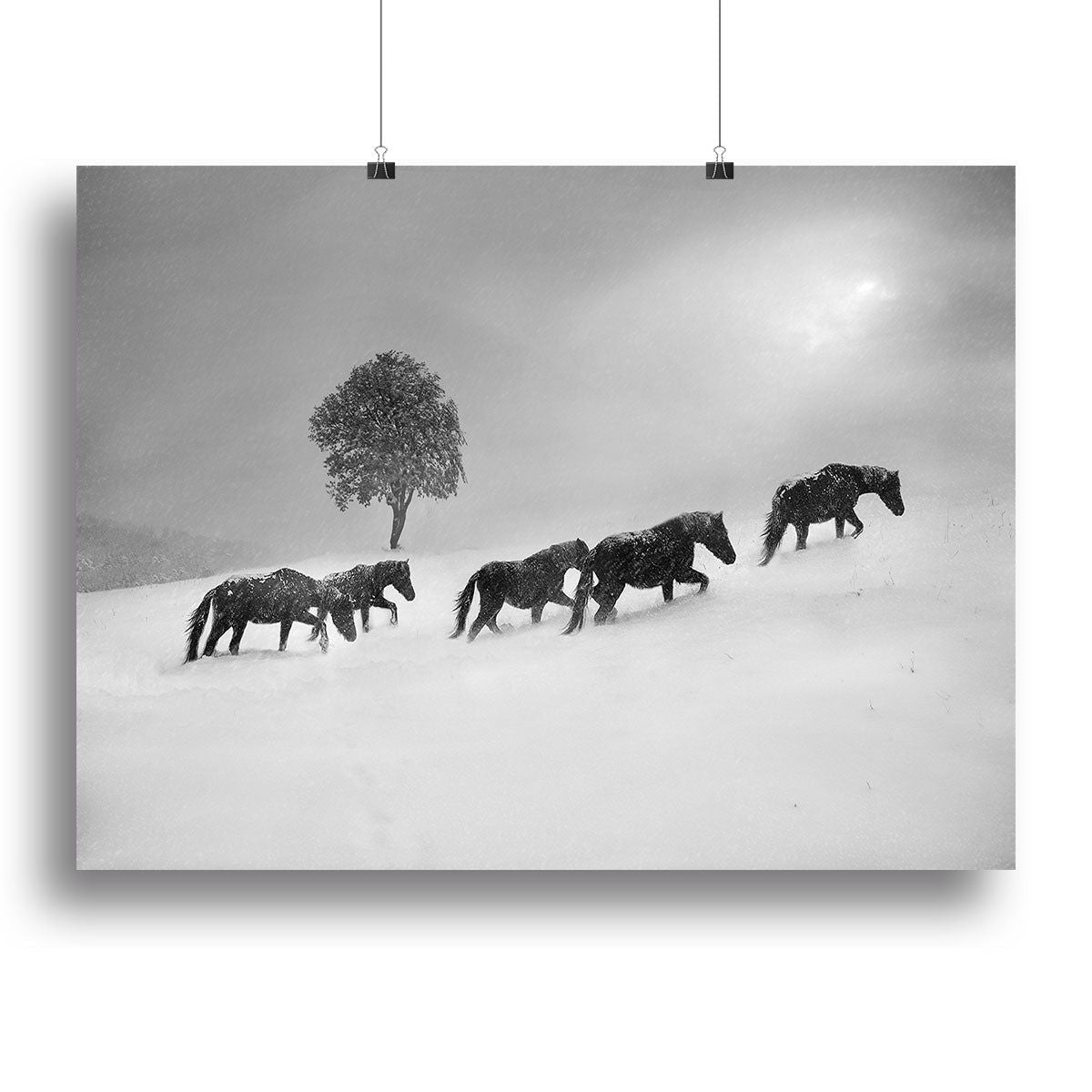 Icelandic Horses Canvas Print or Poster - Stunning Wall Art - 28" x 20" / 70cm x 50cm (approx) / Standard Framed Canvas Print