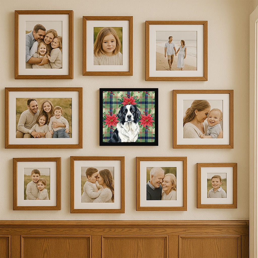 Landseer Newfoundland Christmas Poinsettias Framed Print