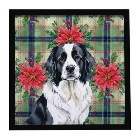 Landseer Newfoundland Christmas Poinsettias Framed Print