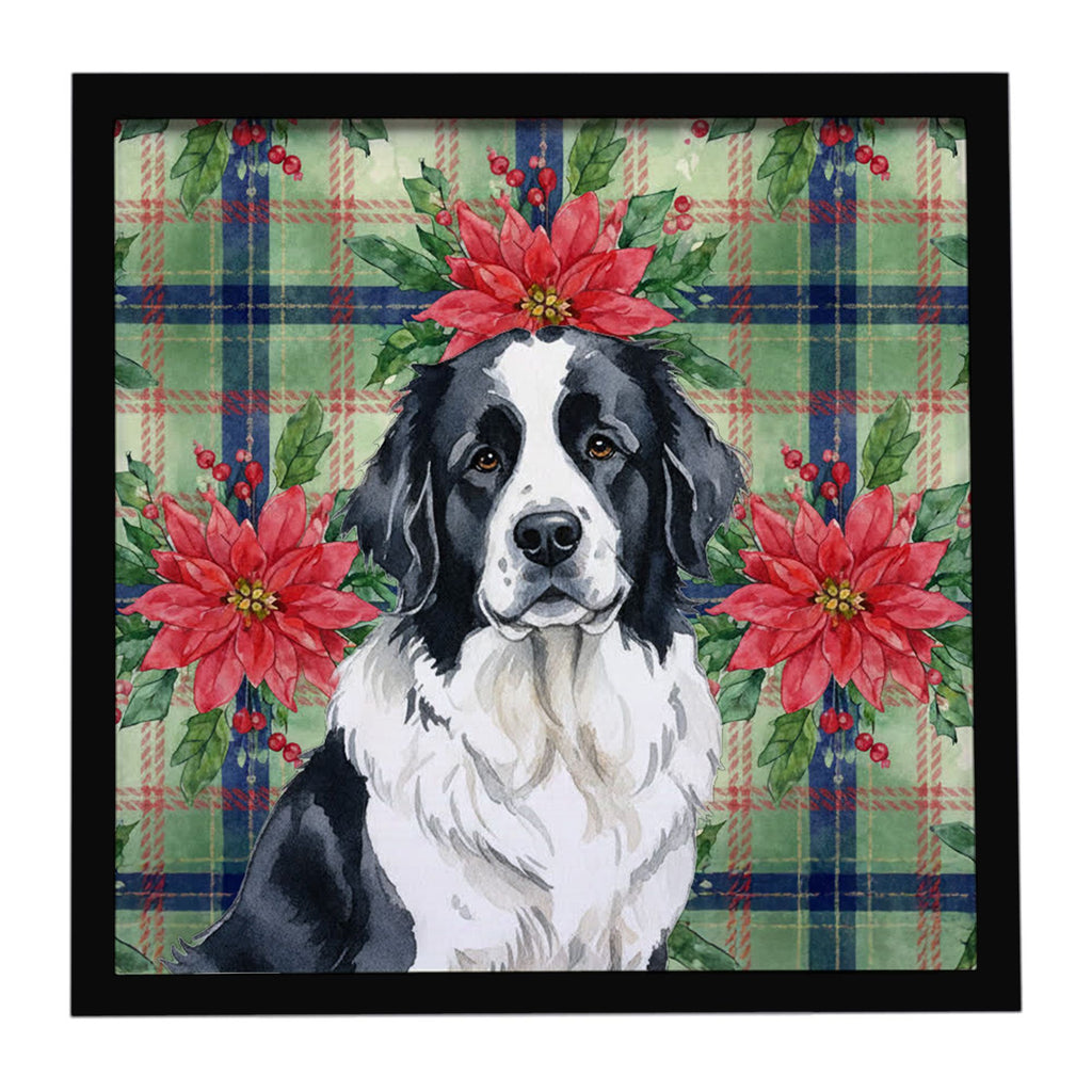 Landseer Newfoundland Christmas Poinsettias Framed Print