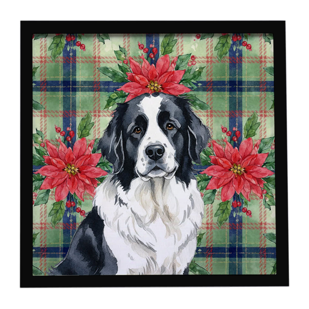 Landseer Newfoundland Christmas Poinsettias Framed Print