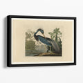 Louisiana Heron by Audubon Floating Framed Canvas – Premium Wall Art - 40" x 26" / 100cm x 65cm (approx) / Black
