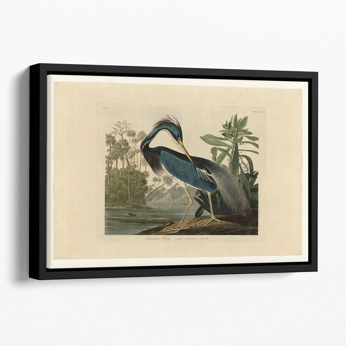 Louisiana Heron by Audubon Floating Framed Canvas – Premium Wall Art - 40" x 26" / 100cm x 65cm (approx) / Black
