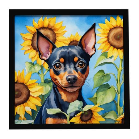 Miniature Pinscher in Sunflowers Framed Wall Art