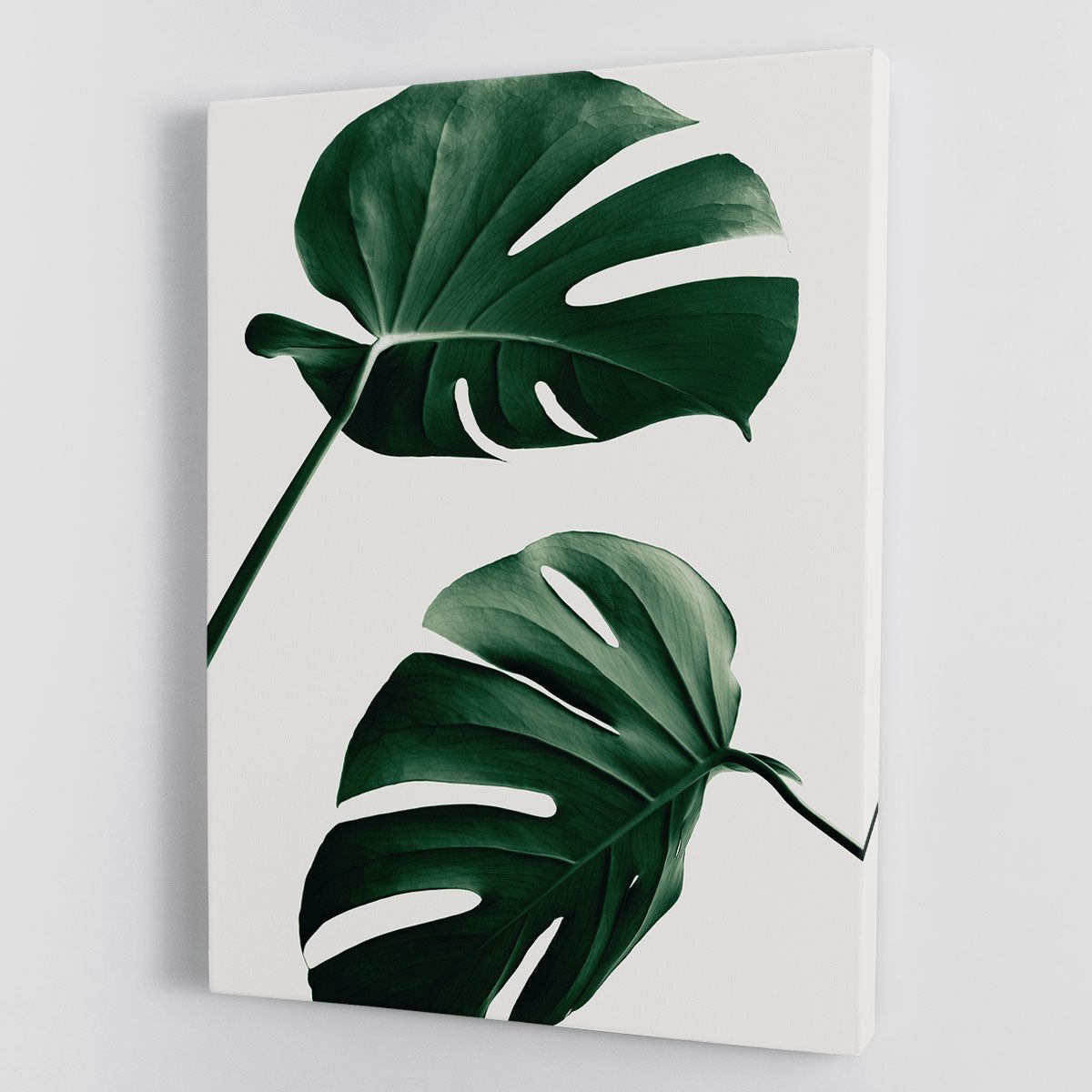 Monstera Natural 46 Canvas Print or Poster