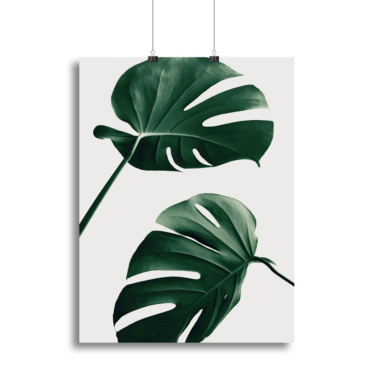 Monstera Natural 46 Canvas Print or Poster