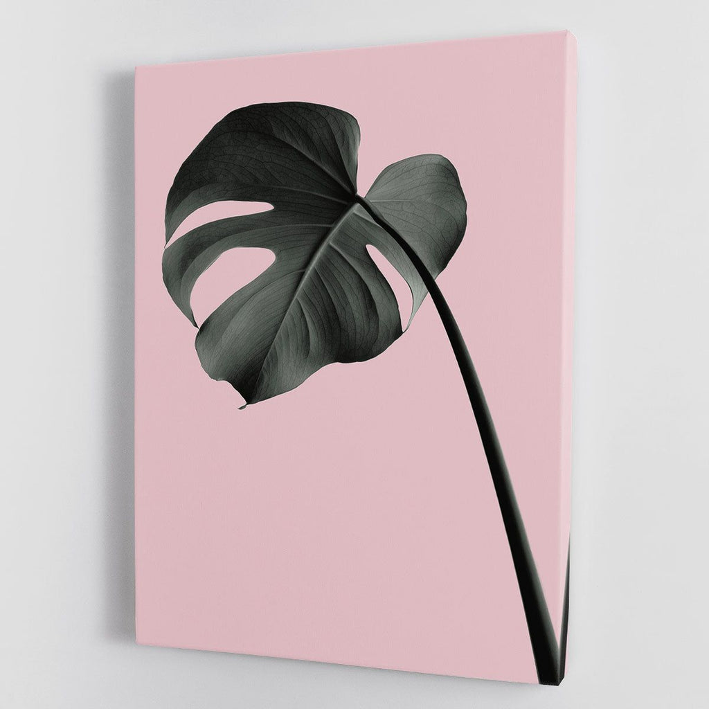 Monstera Pink No 02 Canvas Print or Poster
