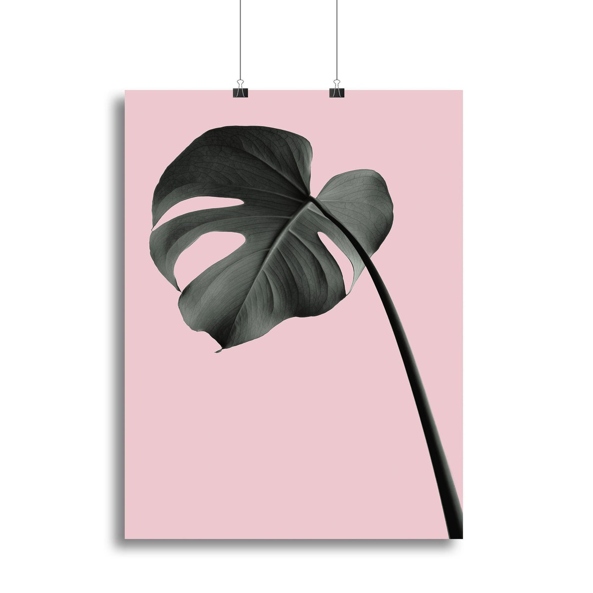 Monstera Pink No 02 Canvas Print or Poster