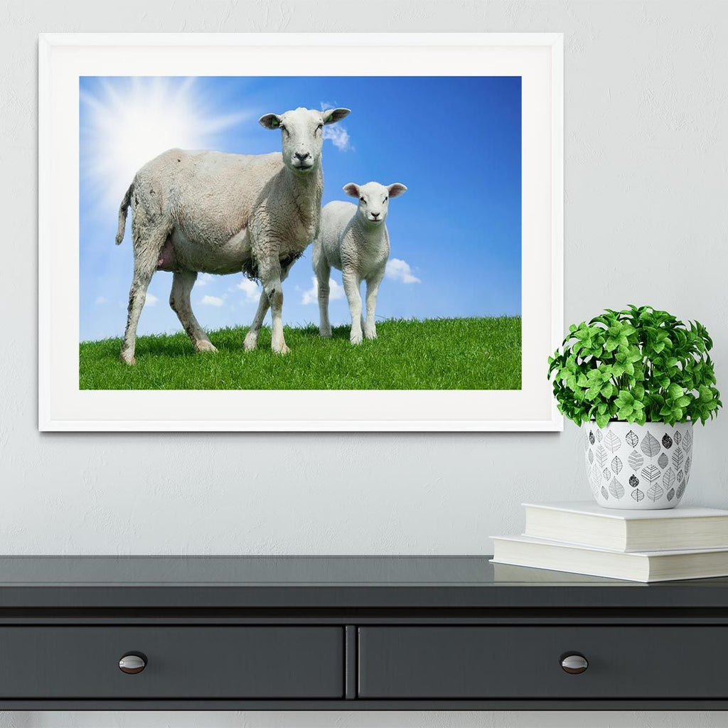 Mother Sheep and Lamb in Spring Framed Print