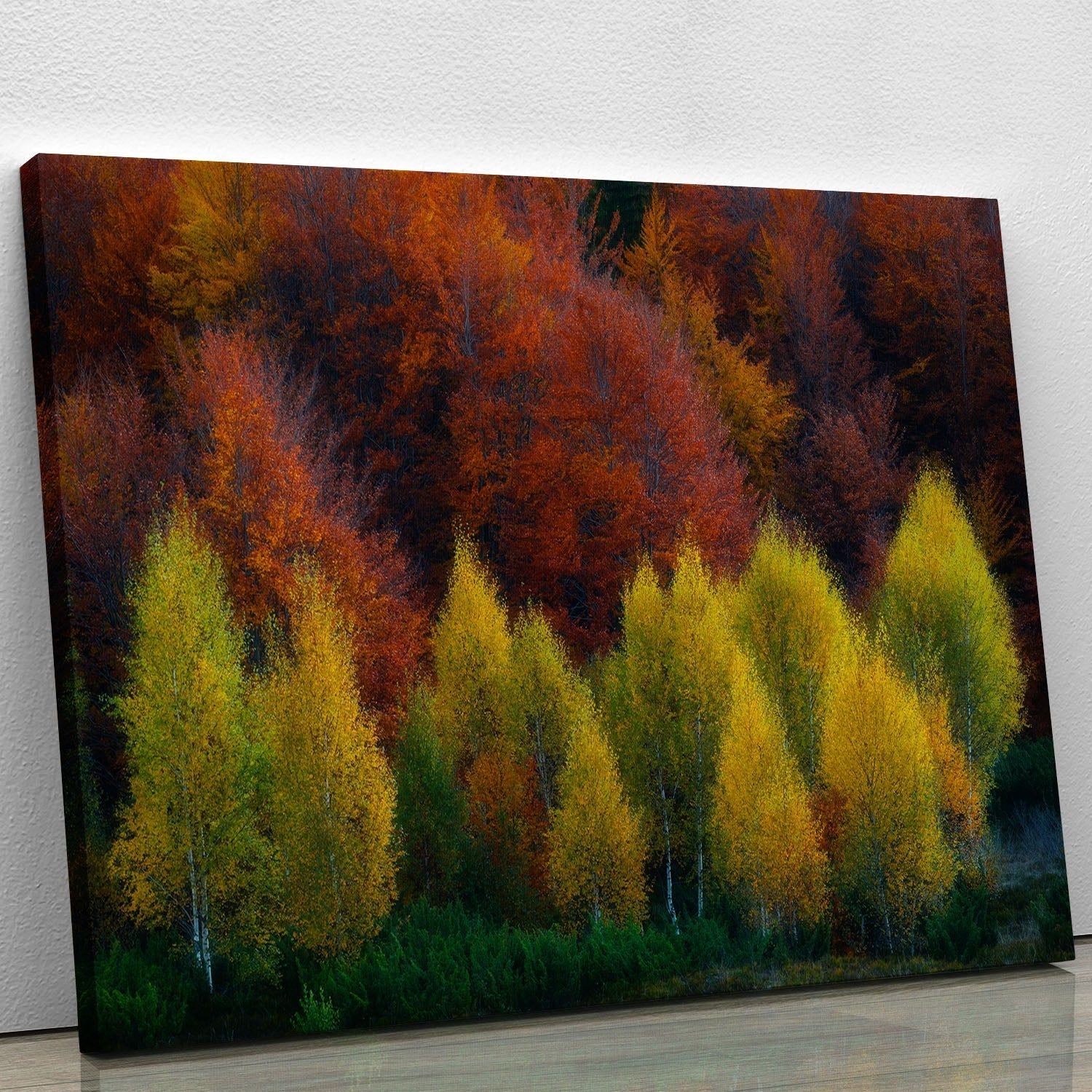 Canvas Prints and Posters for Every Style and Space