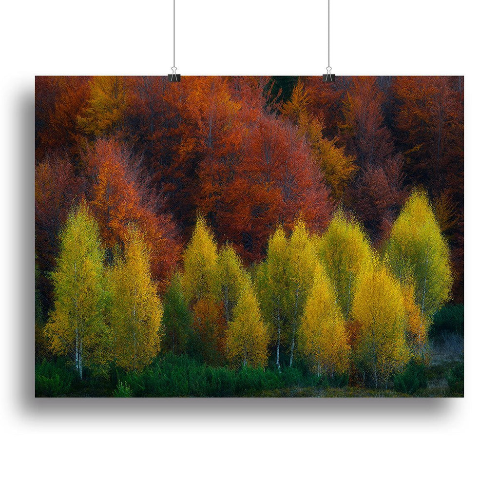 Canvas Prints and Posters for Every Style and Space