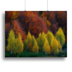 Canvas Prints and Posters for Every Style and Space