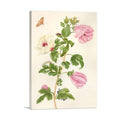 Okra Flowering Plant 1702 Botanical Canvas Art