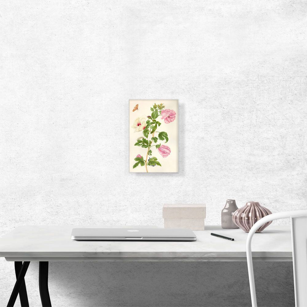 Okra Flowering Plant 1702 Botanical Canvas Art