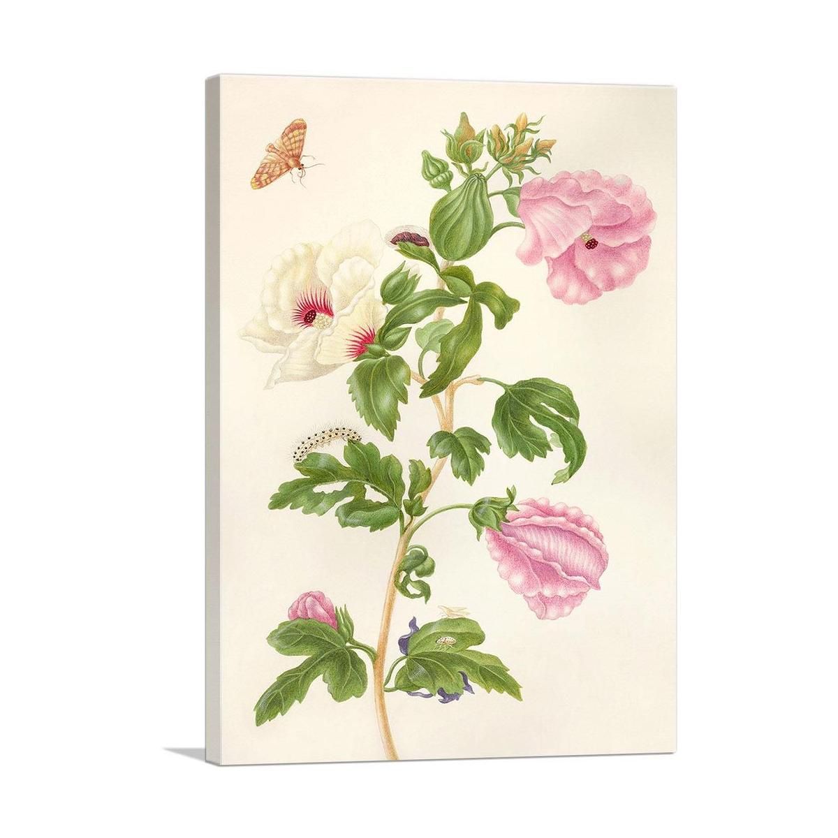 Okra Flowering Plant 1702 Botanical Canvas Art