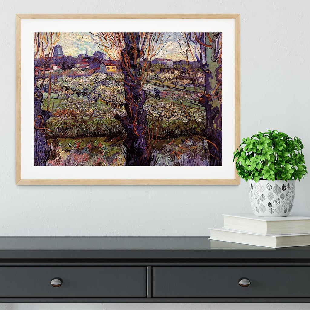 Van Gogh Orchard in Blossom Framed Print