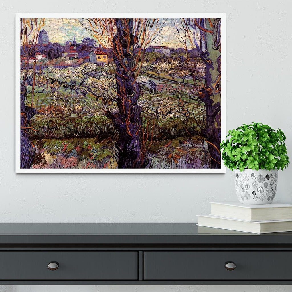 Van Gogh Orchard in Blossom Framed Print