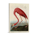 Pink American Flamingo Wall Art With Vivid Detail