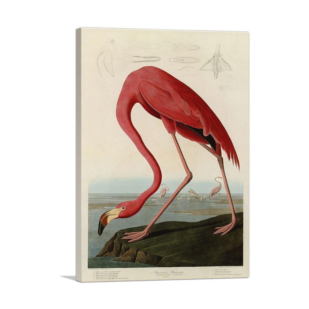 Pink American Flamingo Wall Art With Vivid Detail