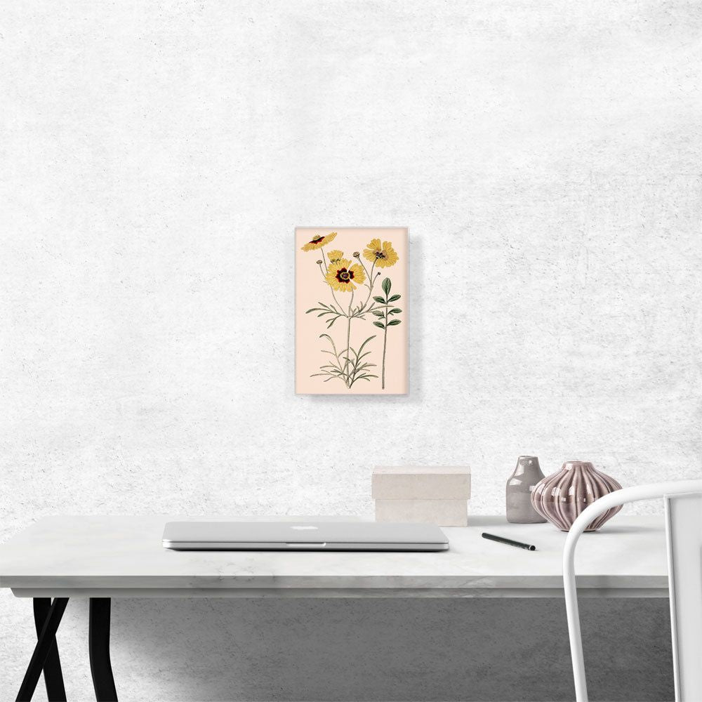 Plains Coreopsis Flowers 1824
