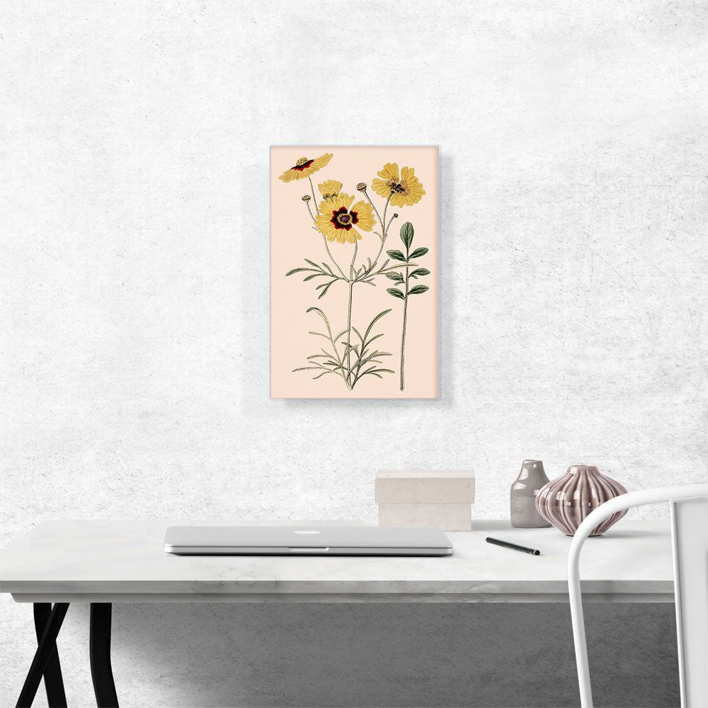 Plains Coreopsis Flowers 1824