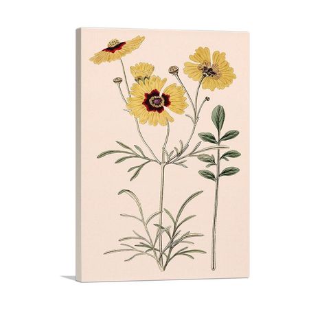 Plains Coreopsis Flowers 1824