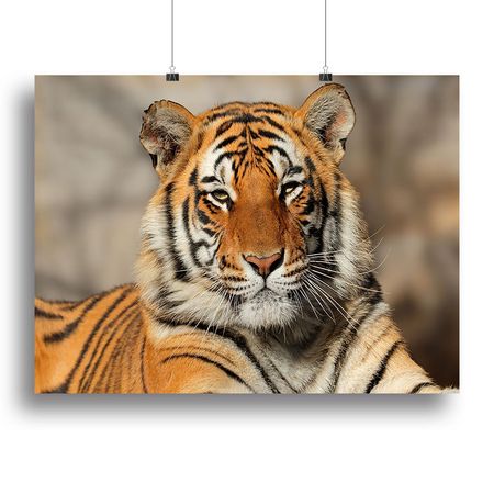 Portrait of a Bengal Tiger Wall Art
