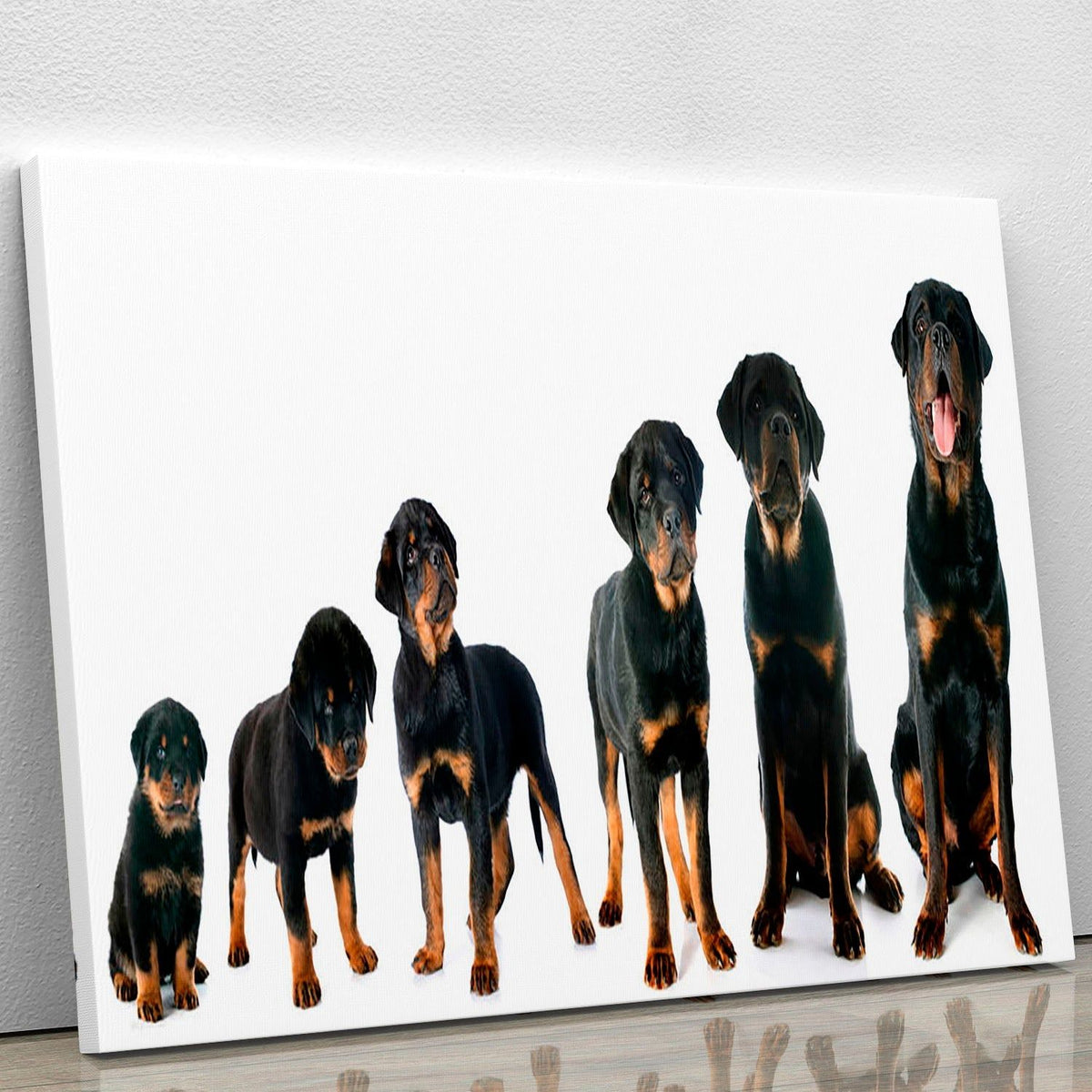 Rottweiler Puppy Portrait Wall Art