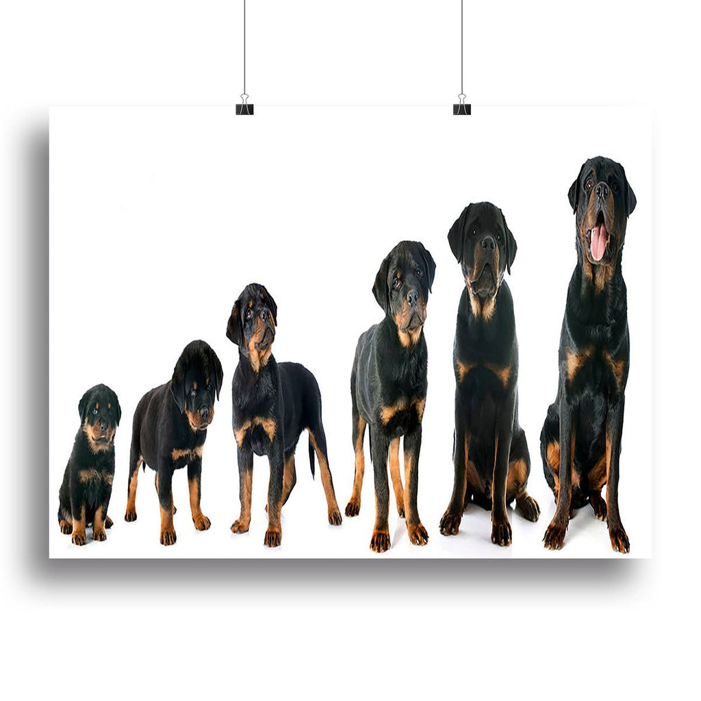 Rottweiler Puppy Portrait Wall Art