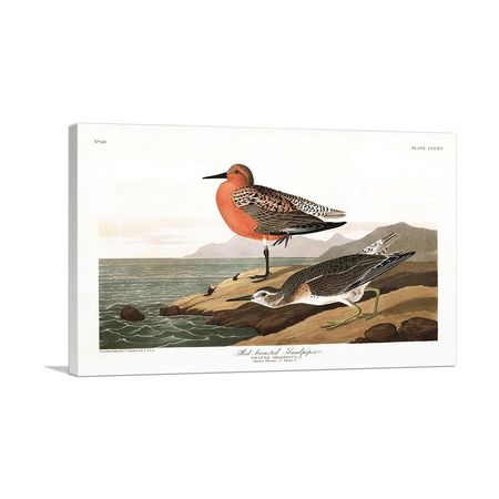 Red Breasted Sandpiper Canvas Art