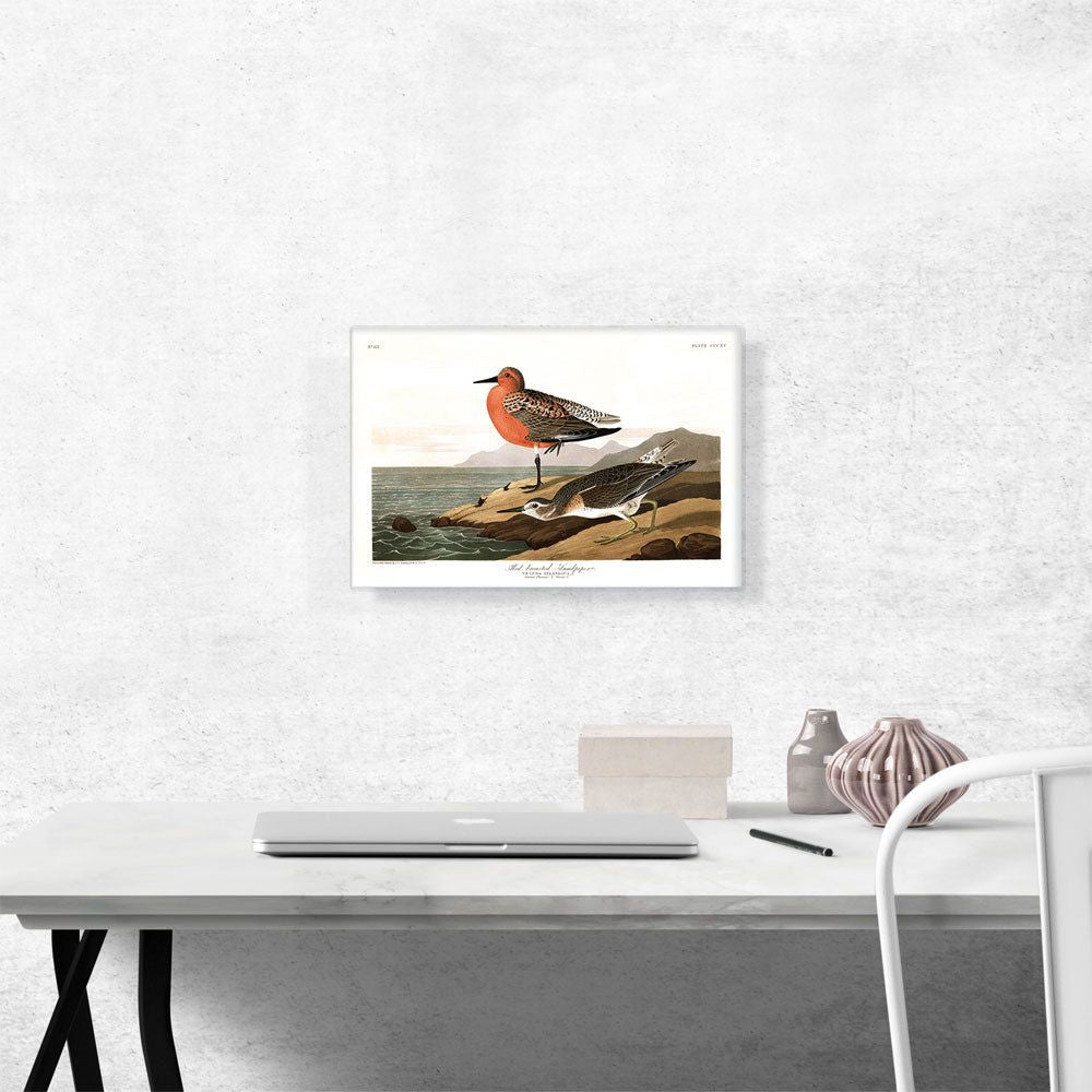 Red Breasted Sandpiper Canvas Art