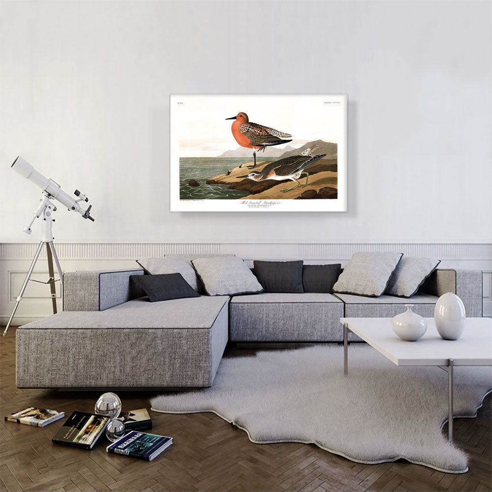 Red Breasted Sandpiper Canvas Art