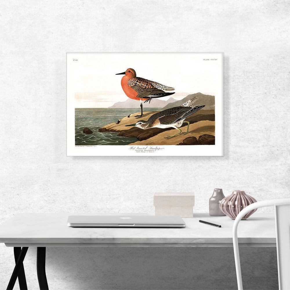 Red Breasted Sandpiper Canvas Art