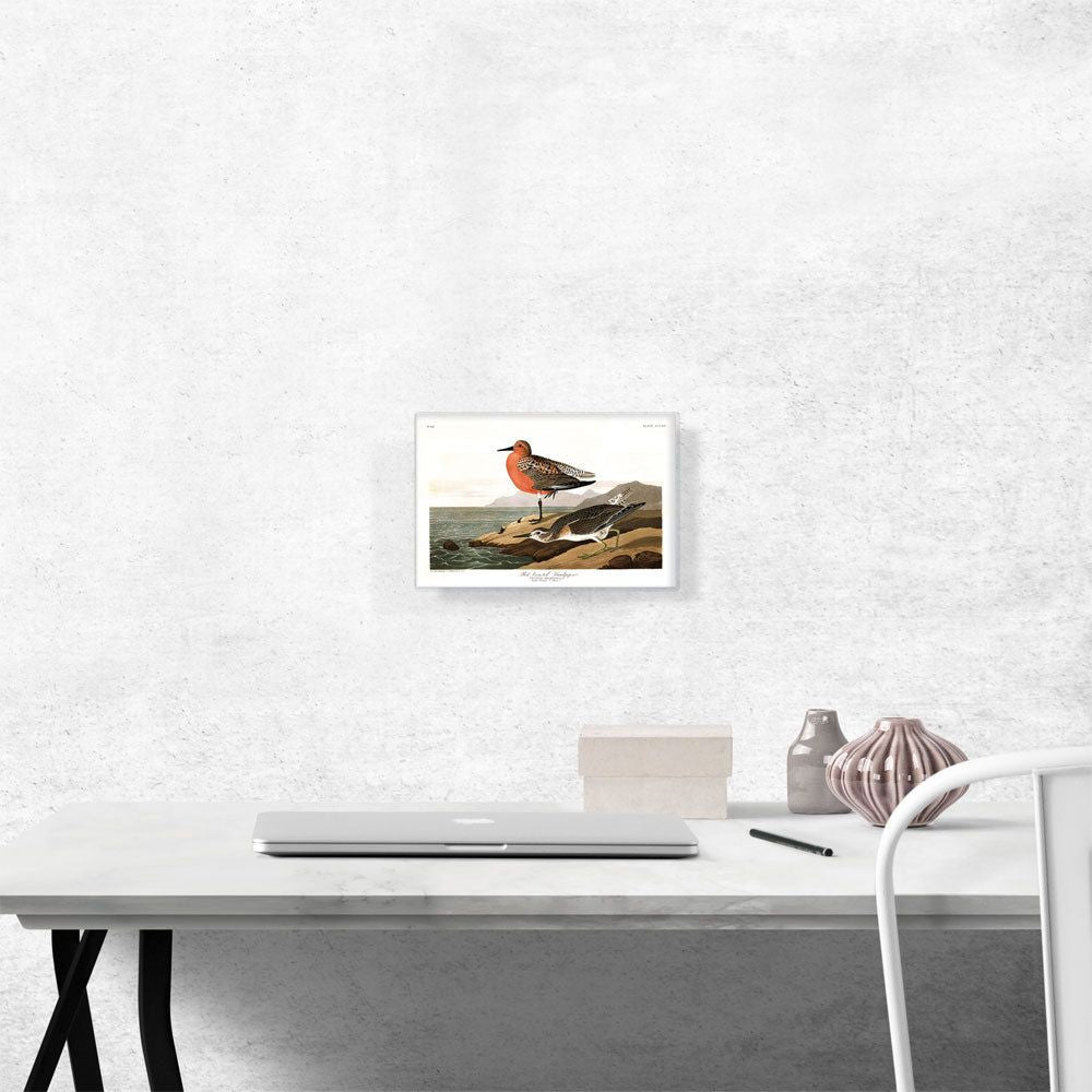 Red Breasted Sandpiper Canvas Art