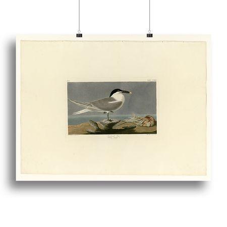 Audubon Sandwich Tern Canvas Print or Poster
