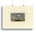 Audubon Sandwich Tern Canvas Print or Poster